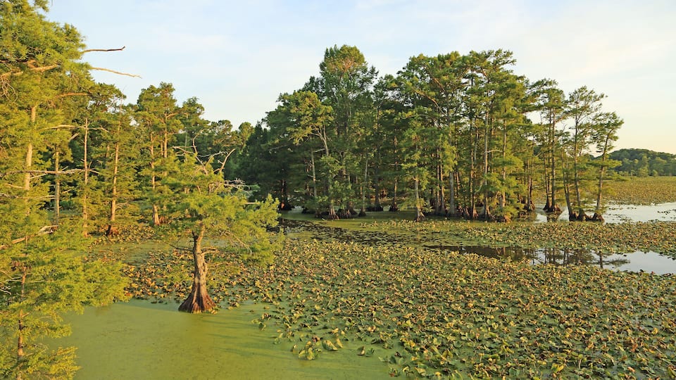 A swampy area with water lilies and tall trees.