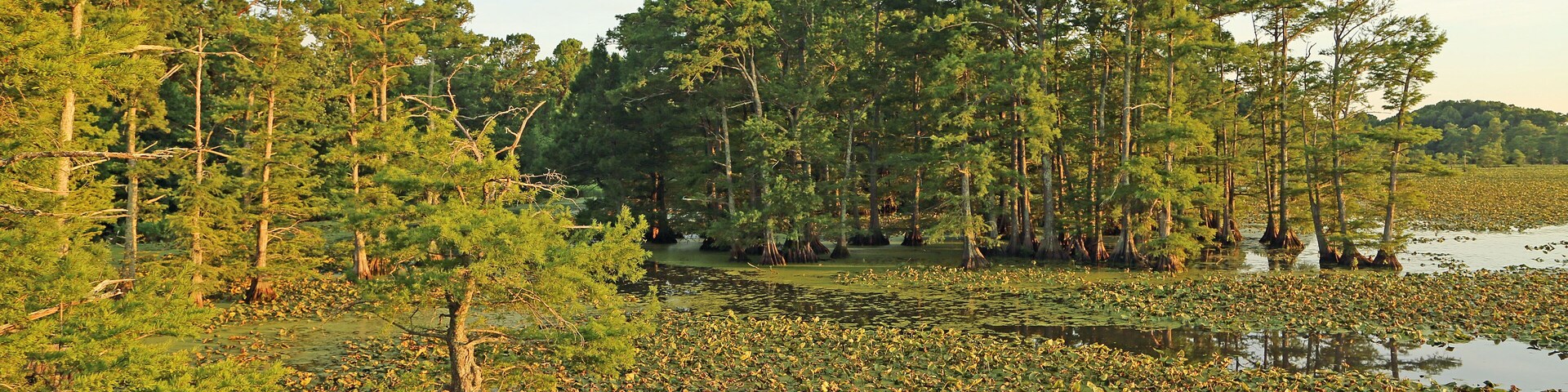 Vegetation on Reelfoot Lake - Tennessee