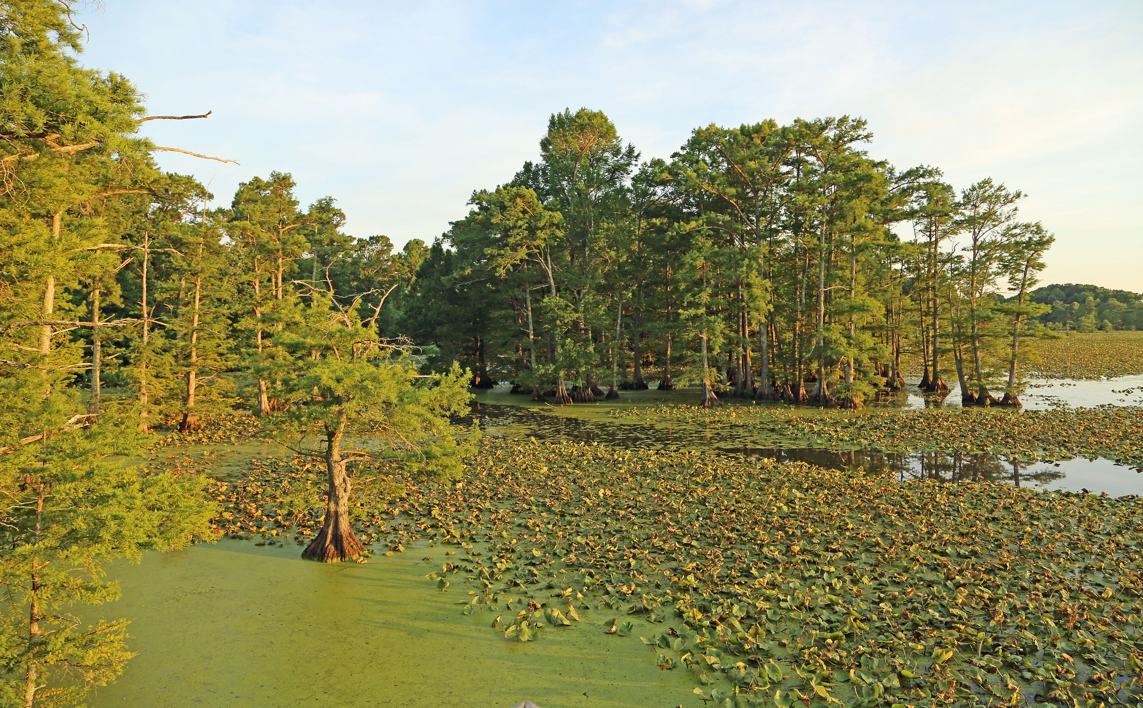 A swampy area with water lilies and tall trees.