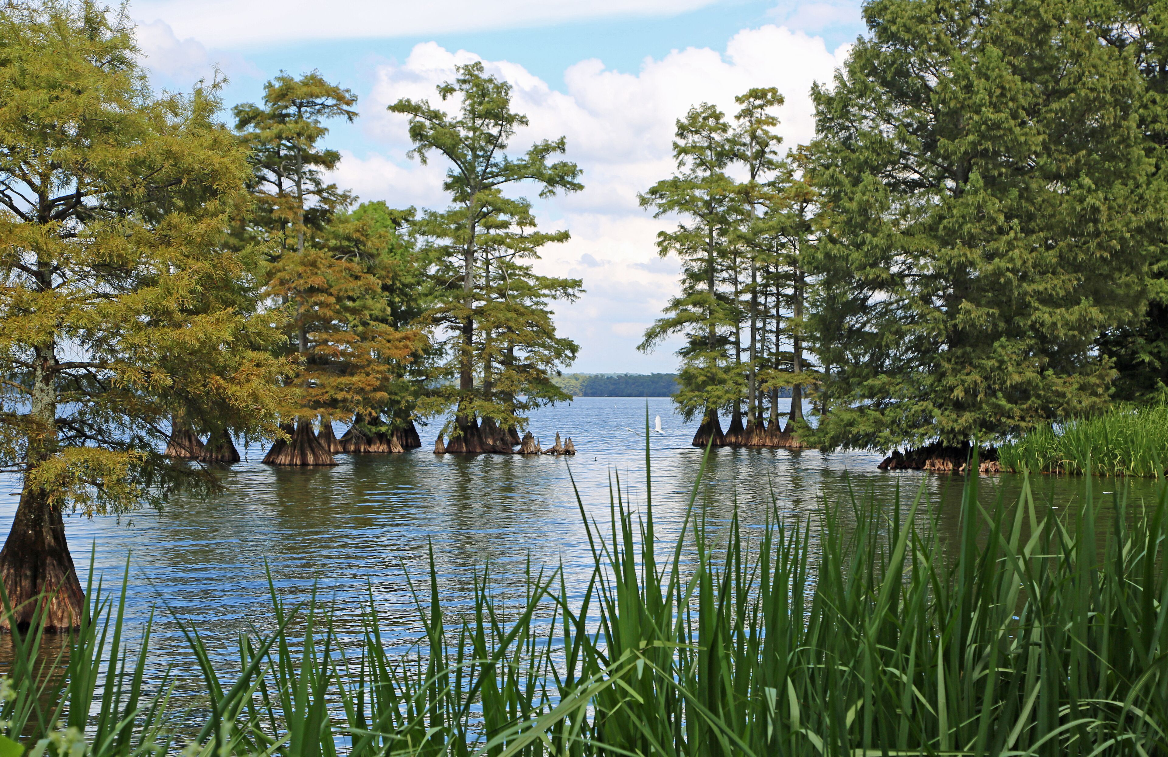 Idyllic landscape on Reelfoot Lake - Reelfoot Lake State Park, Tennessee