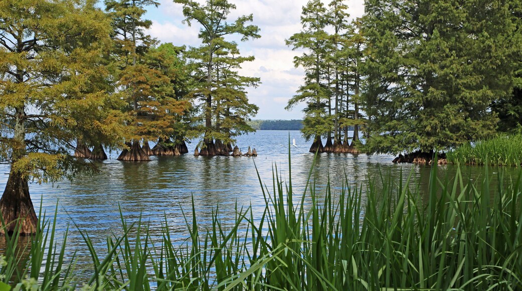 Idyllic landscape on Reelfoot Lake - Reelfoot Lake State Park, Tennessee