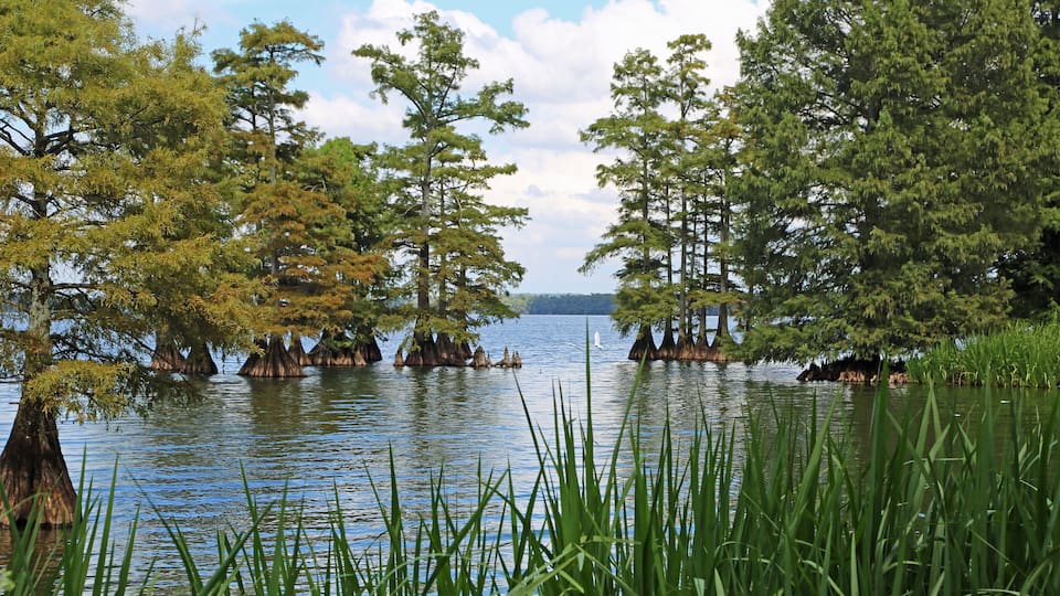 A calm lake surrounded by trees with visible stumps in the water.