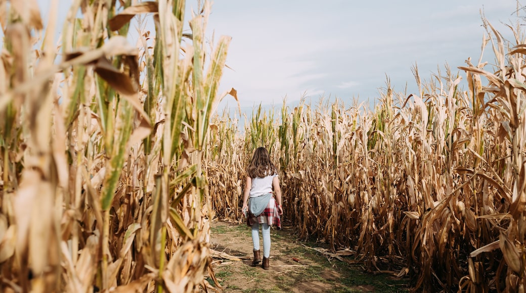 Pre-teen girl walking through corn maze during fall