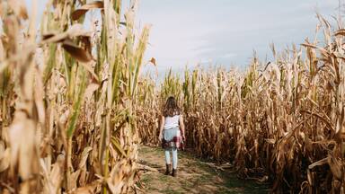 Pre-teen girl walking through corn maze during fall