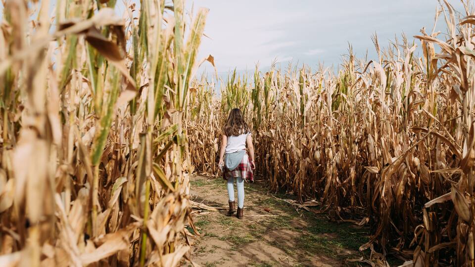 Pre-teen girl walking through corn maze during fall