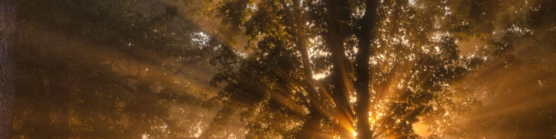 Good Day Sunshine Early Morning Sunshine passes through the fog and scatters through the leaves of a tree in Scott County Missouri