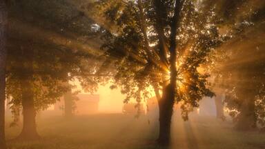 Good Day Sunshine Early Morning Sunshine passes through the fog and scatters through the leaves of a tree in Scott County Missouri