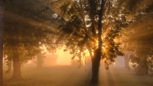 Good Day Sunshine Early Morning Sunshine passes through the fog and scatters through the leaves of a tree in Scott County Missouri