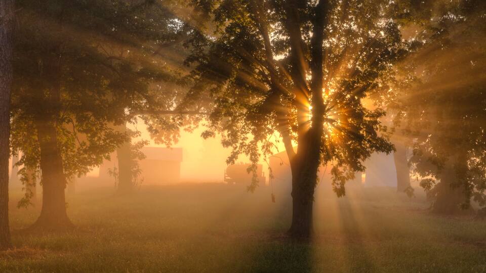 Good Day Sunshine Early Morning Sunshine passes through the fog and scatters through the leaves of a tree in Scott County Missouri