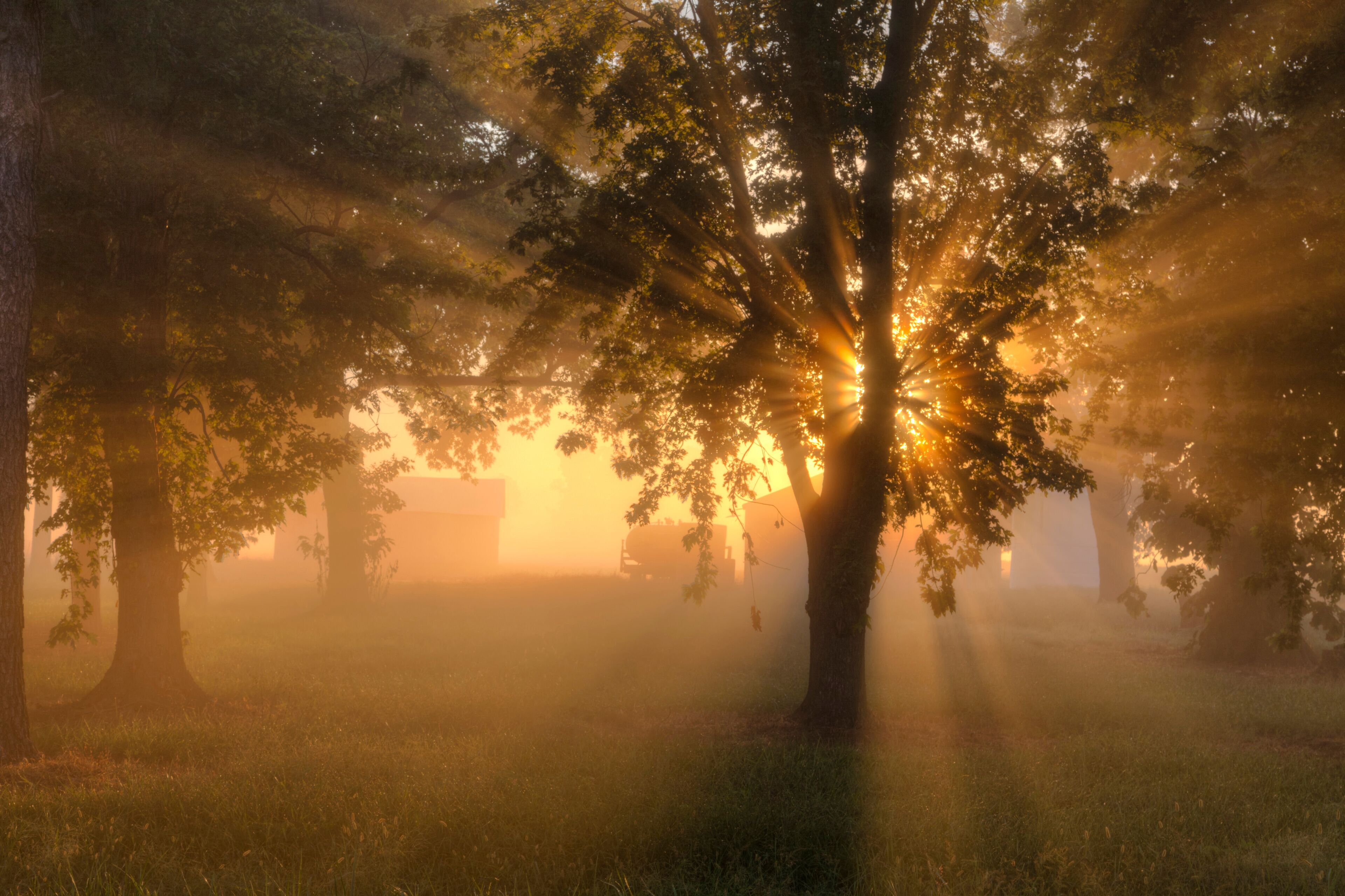 A tree with sunlight filtering through its leaves, creating a warm glow.