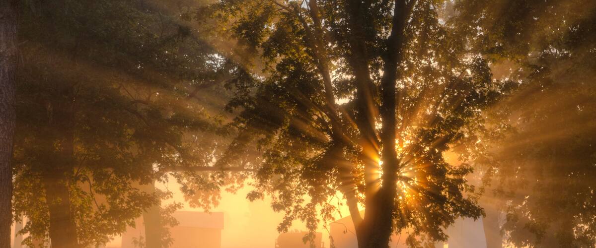 A tree with sunlight filtering through its leaves, creating a warm glow.