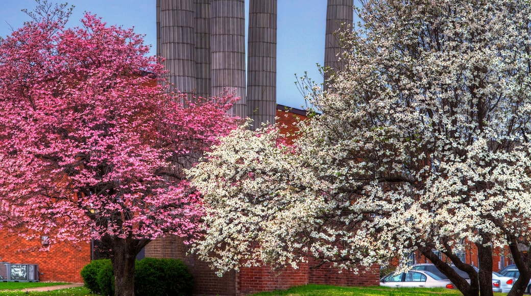 Columns and Dogwood Trees. Columns from an old church surrounded by colorful dog wood trees in full bloom