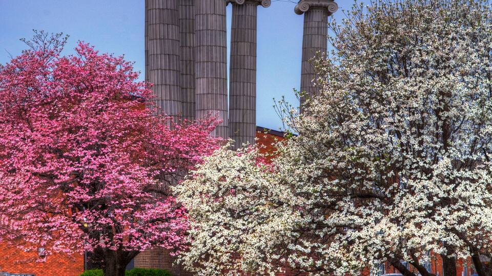 Columns and Dogwood Trees. Columns from an old church surrounded by colorful dog wood trees in full bloom