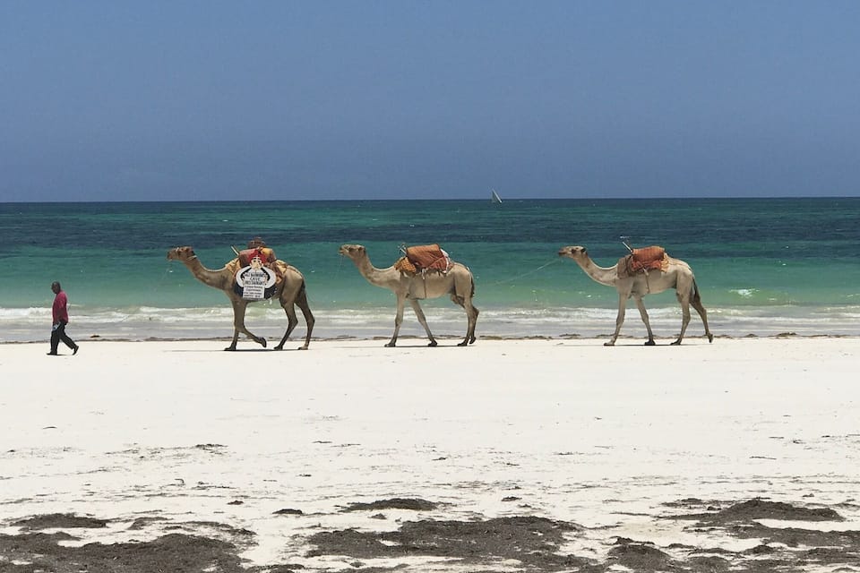 Three camels on a beach with a person walking beside them.