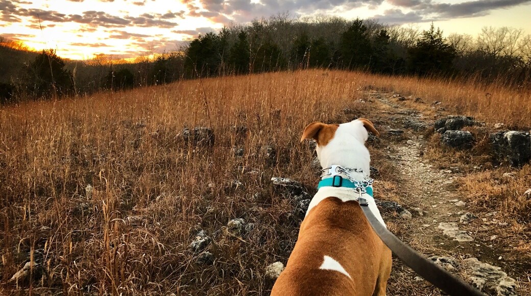 Trails with many terrains at PB2. #lakeoftheozarks
#takeahike