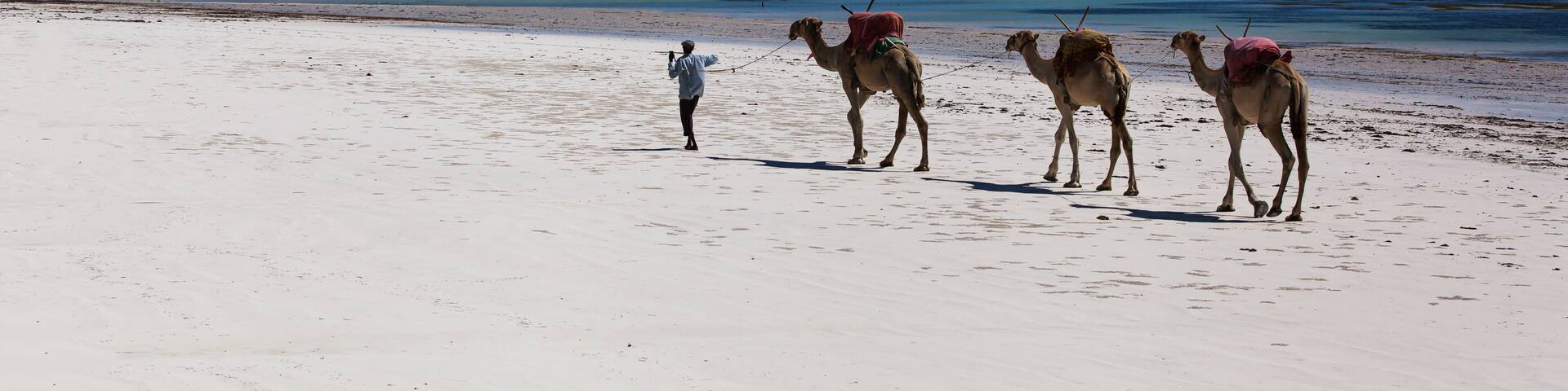 Camels, beach, ocean, white sand, noon, vacation