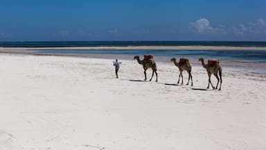 Camels, beach, ocean, white sand, noon, vacation