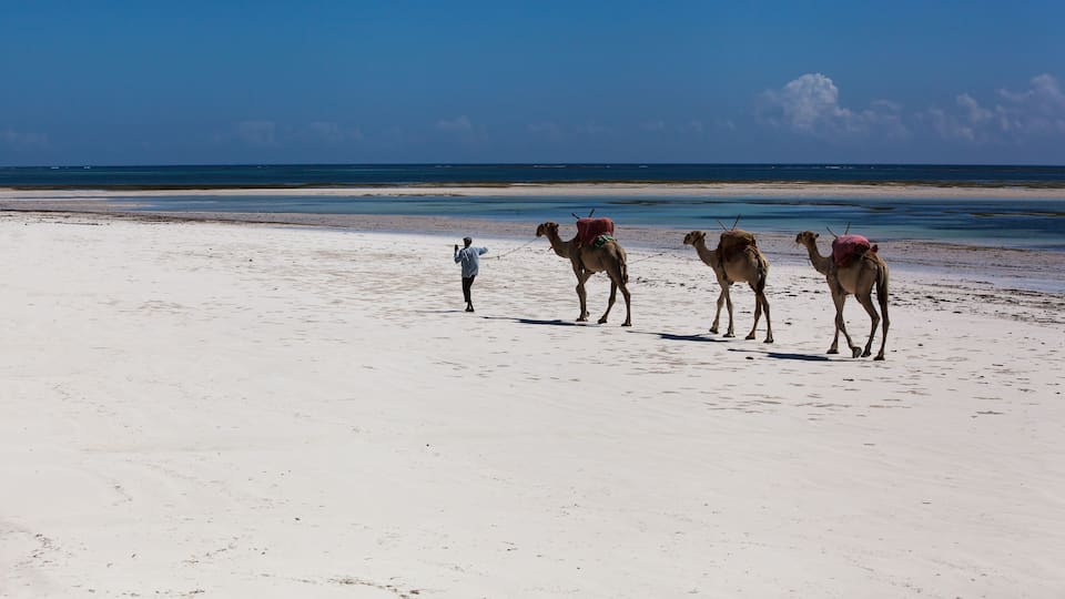A beach with three camels and a person leading them.
