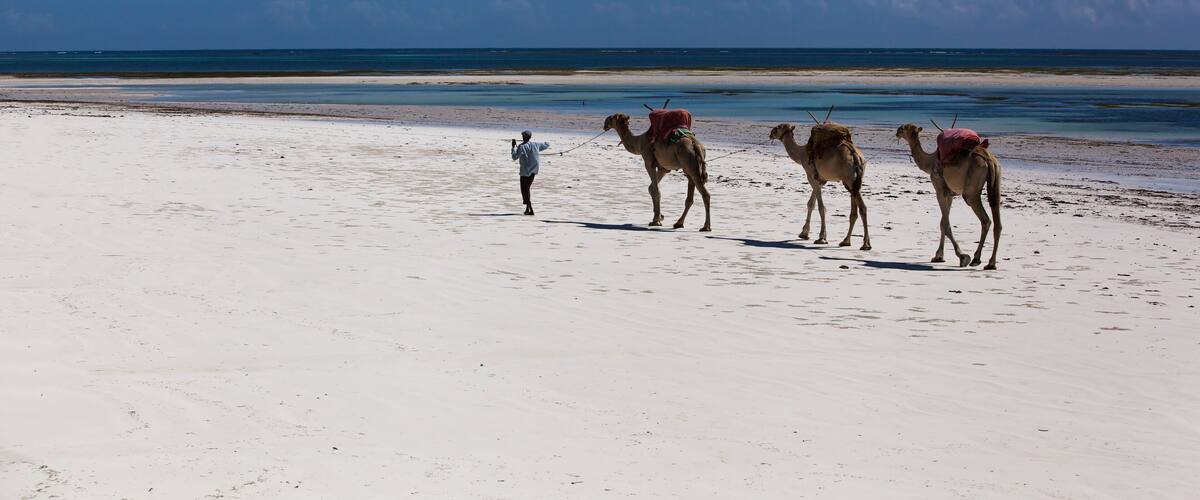 A beach with three camels and a person leading them.