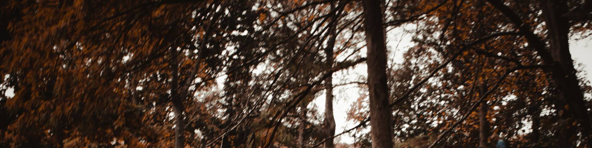 Vertical shot of a wooden bench at Meramec springs surrounded by autumn trees in Missouri