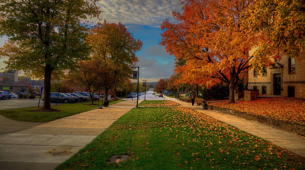 Une rue bordée d’arbres, parsemée de feuilles d’automne, avec des voitures garées et un immeuble à la façade en briques.