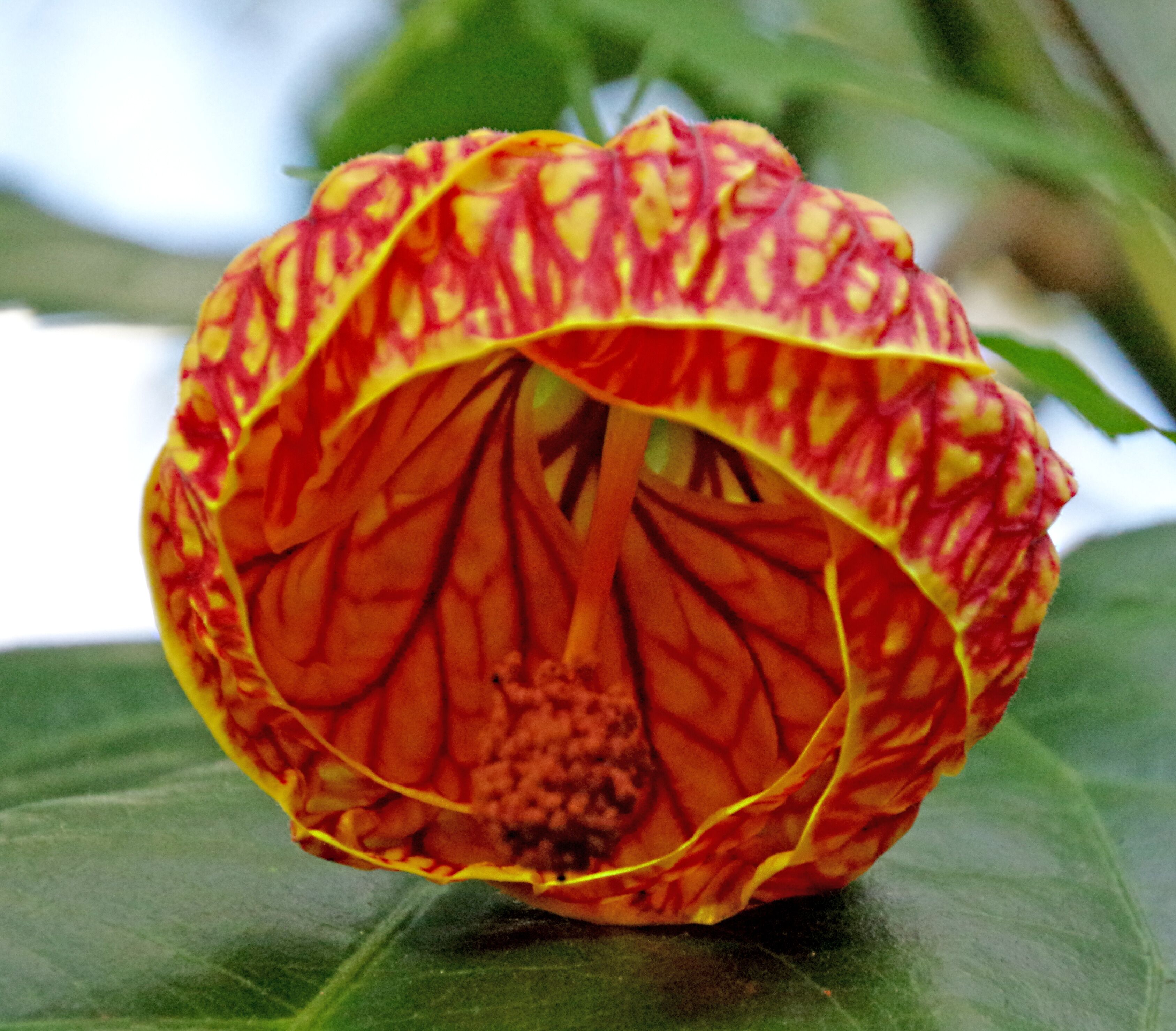 The garden has a very nice conservatory. We thought it was going to be a bunch of cactus and would be a quick visit. Ended up staying a couple of hours.