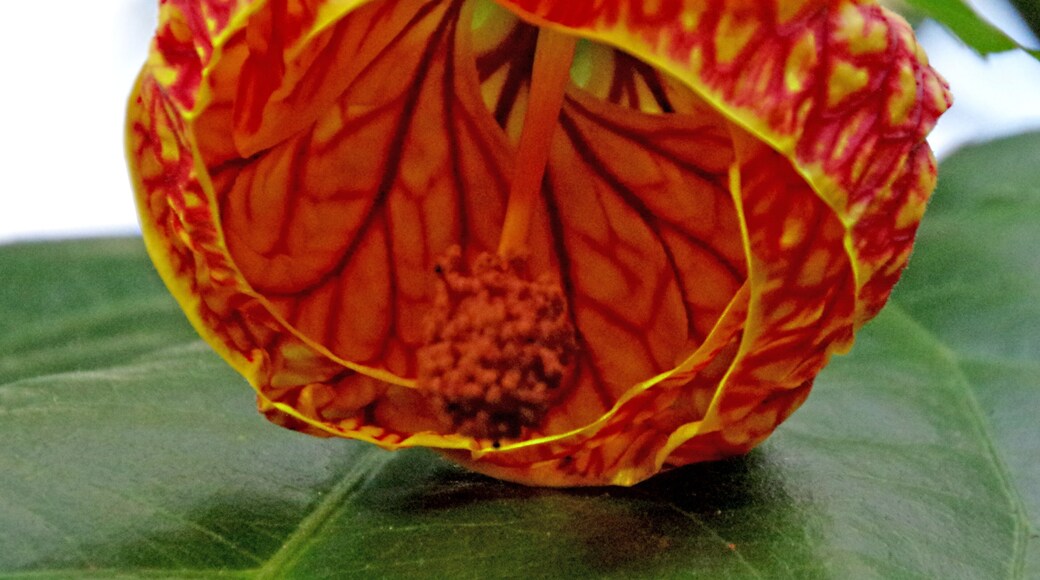 The garden has a very nice conservatory. We thought it was going to be a bunch of cactus and would be a quick visit. Ended up staying a couple of hours.