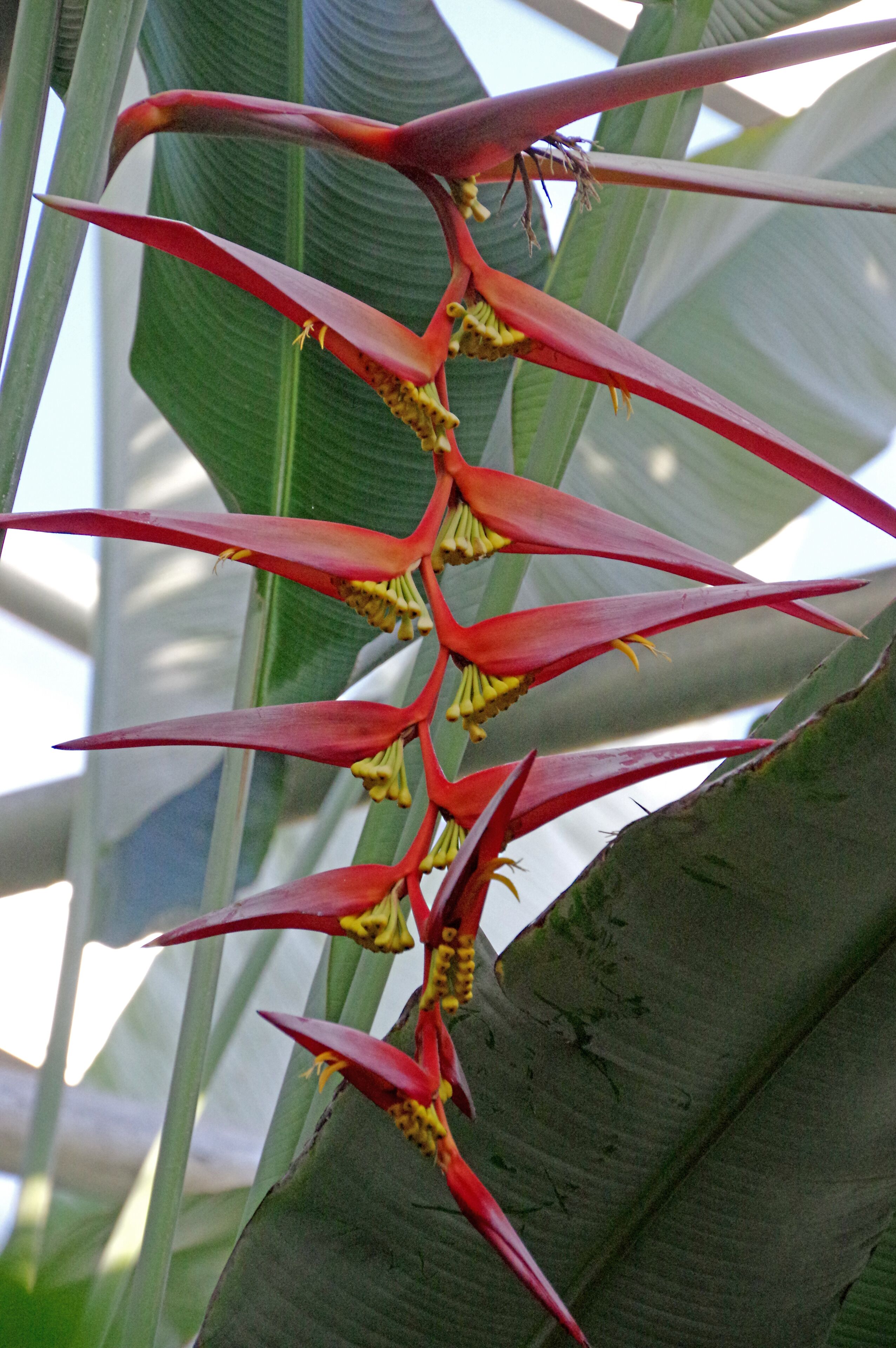 The arboretum is stuffed with interesting plants and beautiful flowers