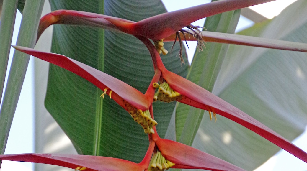 The arboretum is stuffed with interesting plants and beautiful flowers