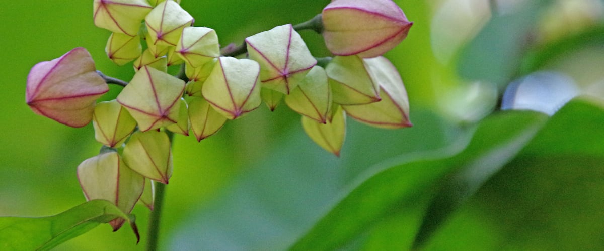 The arboretum is stuffed with interesting plants and beautiful flowers.