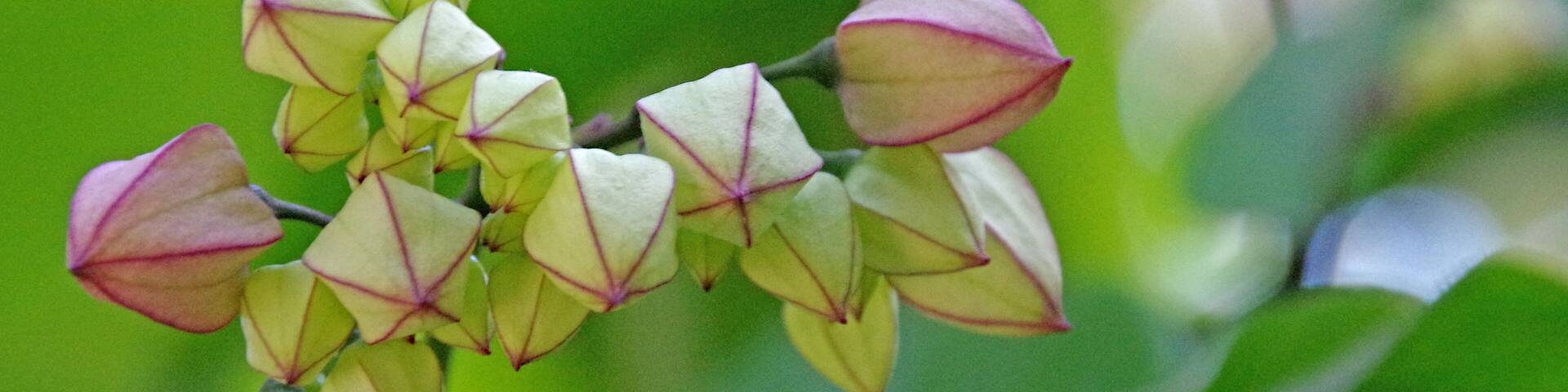 The arboretum is stuffed with interesting plants and beautiful flowers.