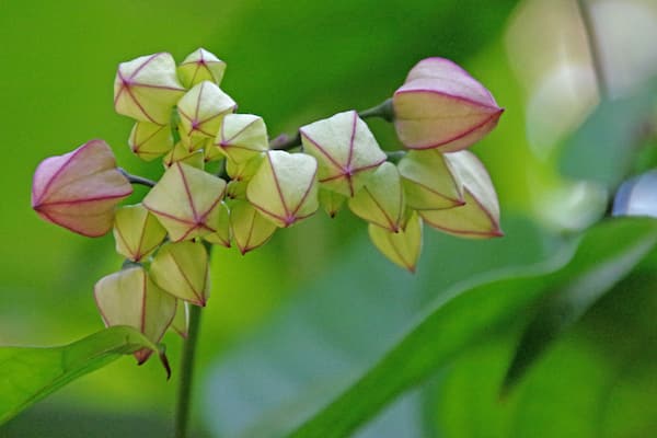 The arboretum is stuffed with interesting plants and beautiful flowers.