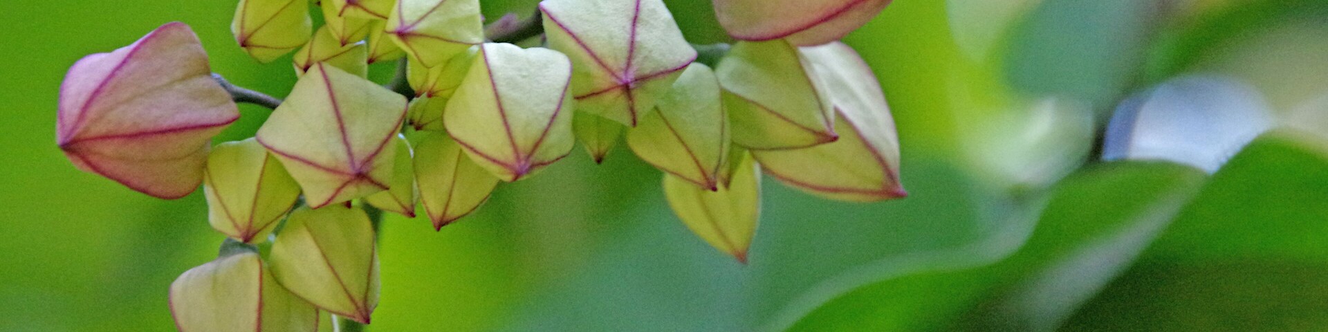 The arboretum is stuffed with interesting plants and beautiful flowers.