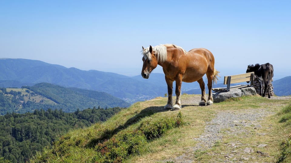 A brown horse standing on a mountain path with a wooden bench and a stone wall in the background.