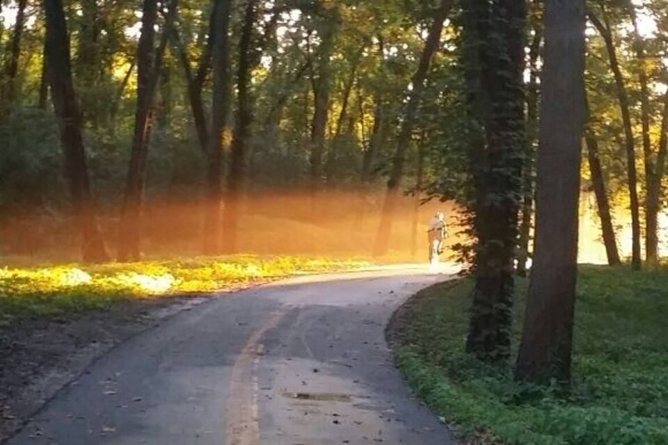 A curved road in a forest with trees and sunlight filtering through.