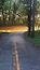 Eine gewundene Straße in einem Wald, durch das Blätterdach fällt Licht.