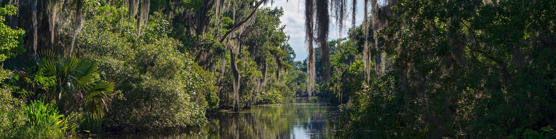 Bayou of jean lafitte national park in louisiana