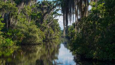 Bayou of jean lafitte national park in louisiana