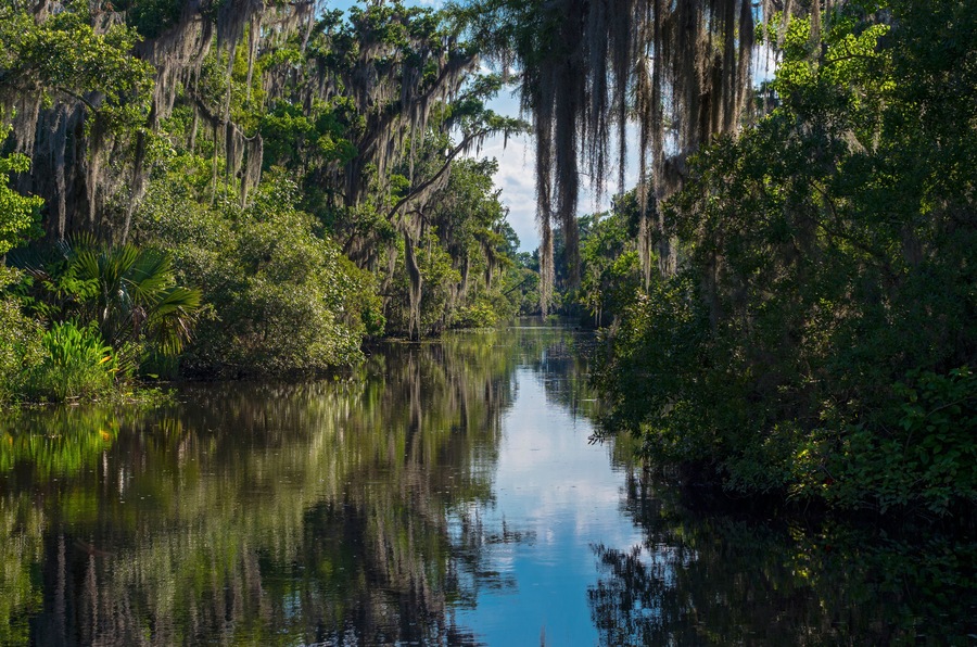 Bayou of jean lafitte national park in louisiana