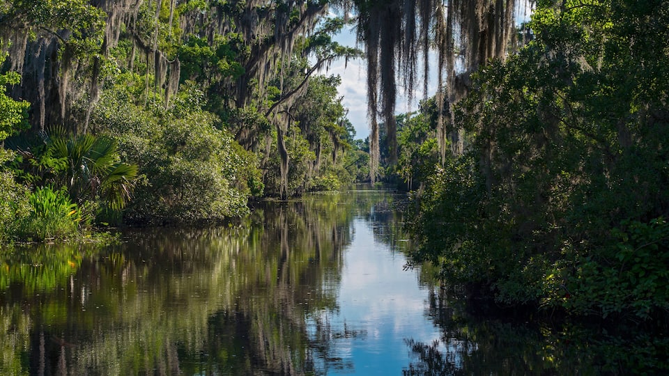 A calm river surrounded by dense greenery and Spanish moss hanging from trees.