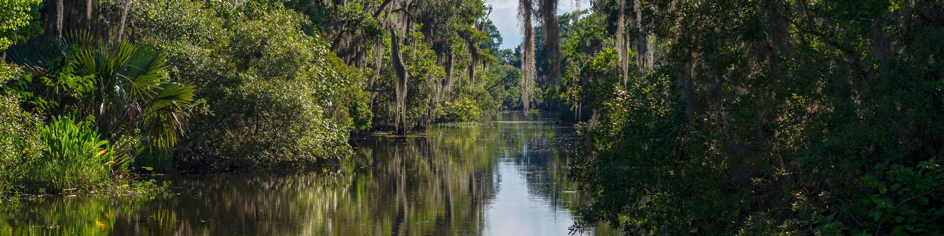 Bayou of jean lafitte national park in louisiana