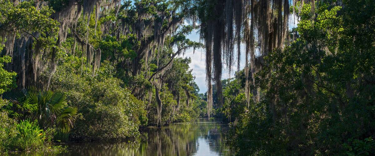 A calm river surrounded by dense greenery and Spanish moss hanging from trees.