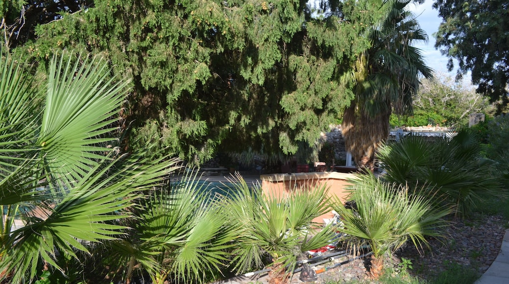 Plantings at my friend's house in El Paso, TX