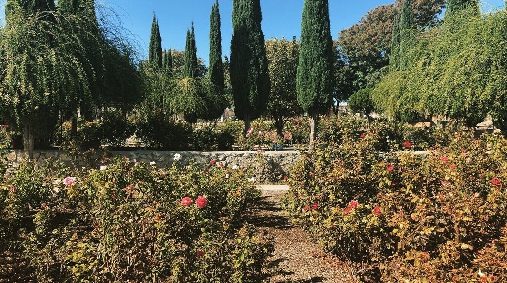 Cute little rose garden in El Paso.