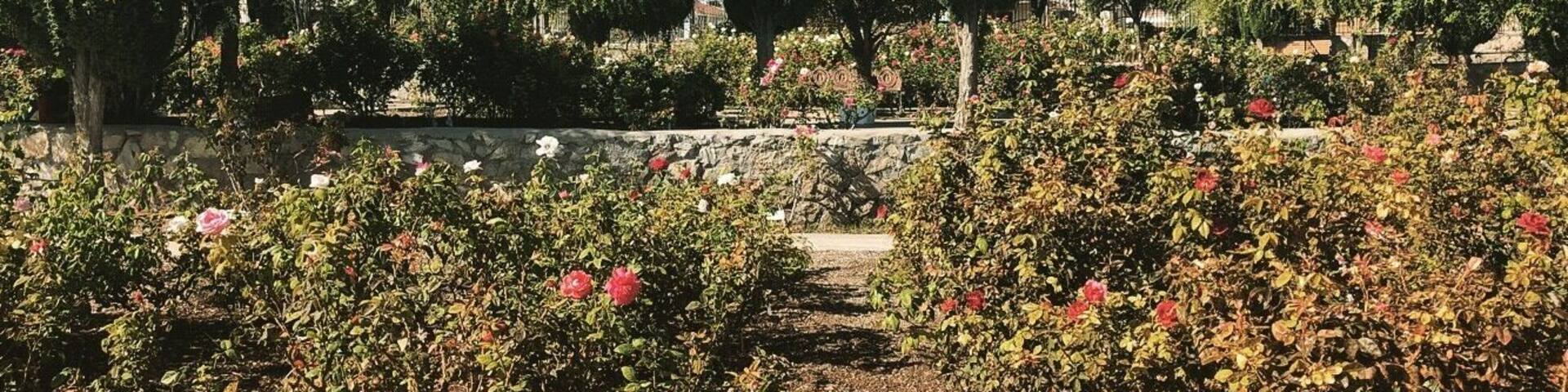 Cute little rose garden in El Paso.