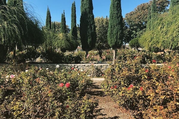 Cute little rose garden in El Paso.