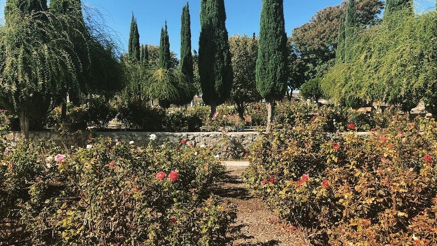 Cute little rose garden in El Paso.