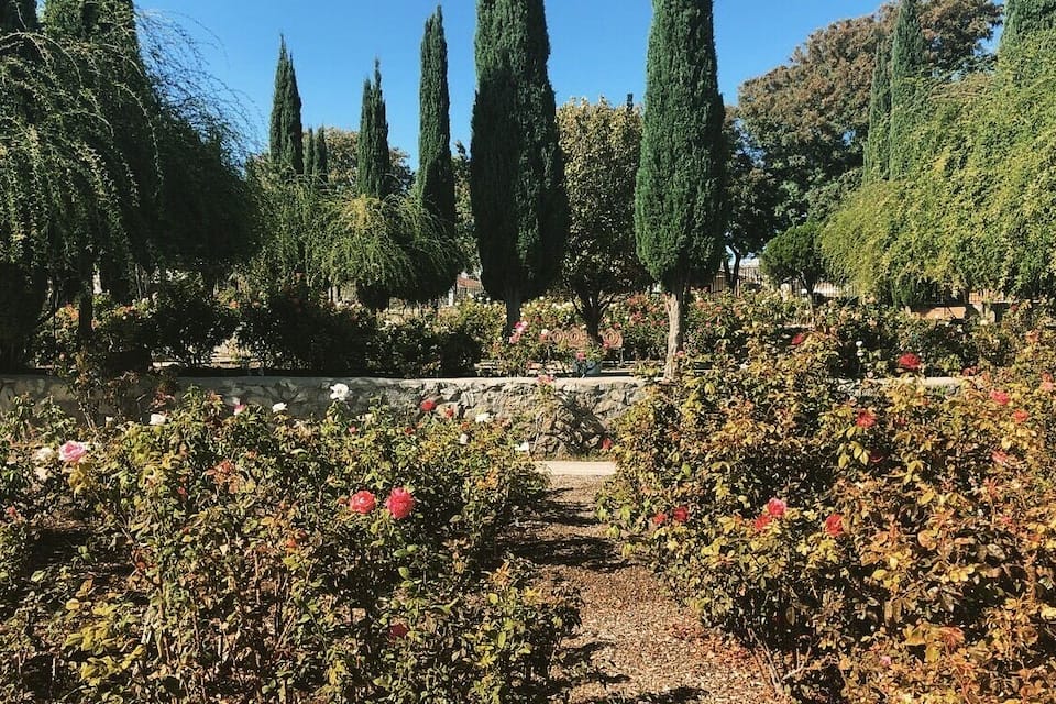 A garden with rose bushes and tall cypress trees.