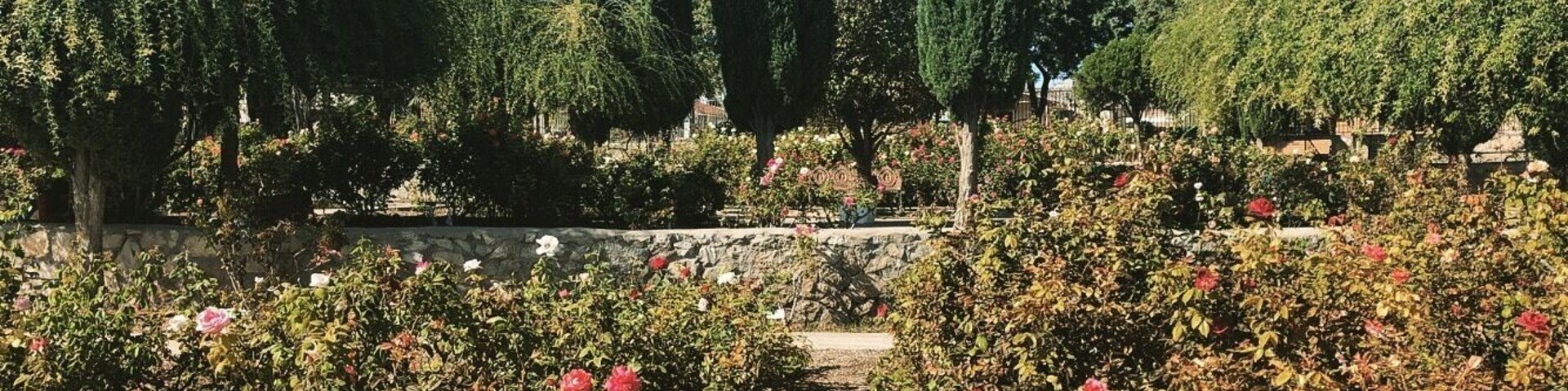 Cute little rose garden in El Paso.