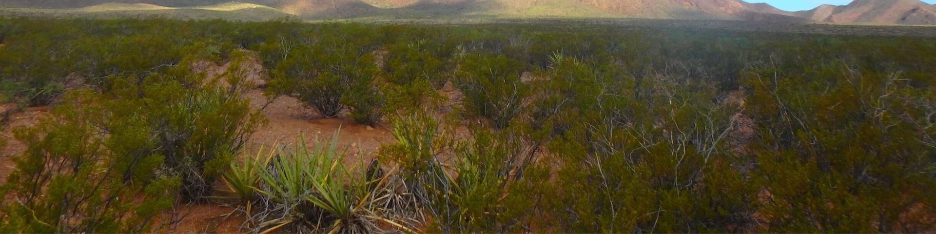 A desert landscape with mountains in the background and sparse vegetation in the foreground.